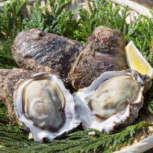 生岩牡蠣 隠岐の島産