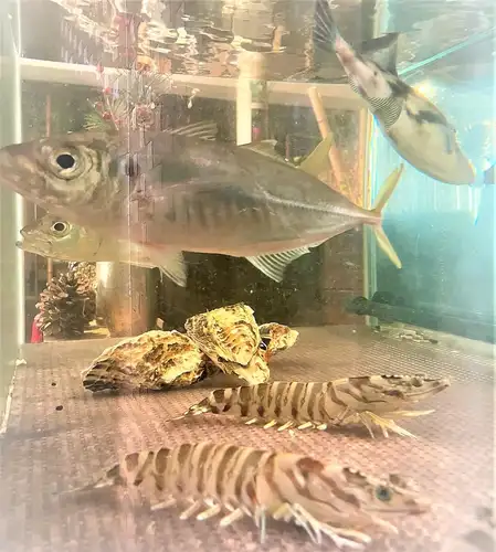 【泳ぎ】活魚の数々