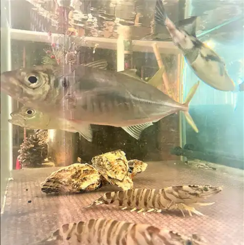 生け簀