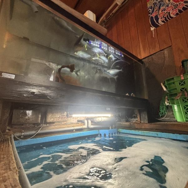【活魚をその場で】いけす完備の居酒屋｜鮮度抜群の魚介を堪能