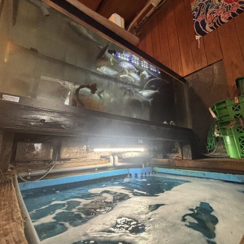 【活魚をその場で】いけす完備の居酒屋｜鮮度抜群の魚介を堪能