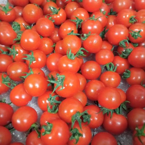 [Limited time] Yanbaru mini tomatoes are now in stock!