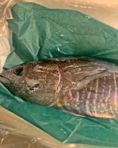 黃鰭鮪魚，在關西地區也稱為橫環（yokowa）。顧名思義，它的花紋很清晰。據說這種魚有橫條紋，因為圖案的長度和寬度是在它抬起頭時確定的。將其油封並包裹在餡餅中。如需預訂，請點擊我們檔案中的「Hot Pepper」連結。 @nuages_yosidamachi 但我很無聊，或者也許它聞起來很危險。嗯，只能這樣了。 #YokohamaFrench #KannaiGourmet #Yokowa #YokofinTuna