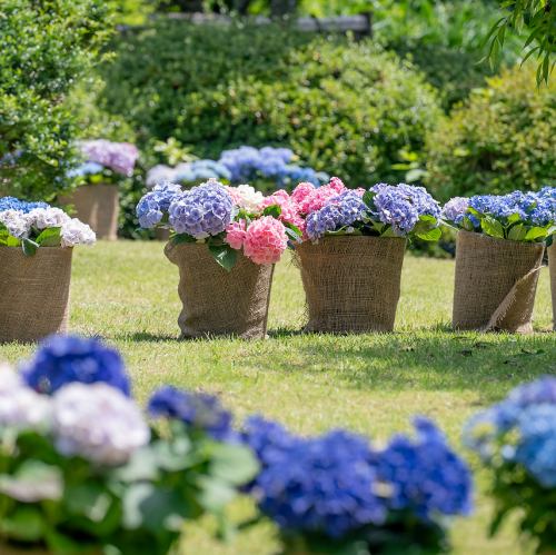 紫陽花が彩る、季節の庭園