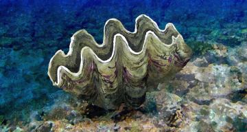 ギーラ(シャコ貝)、夜光貝入荷!