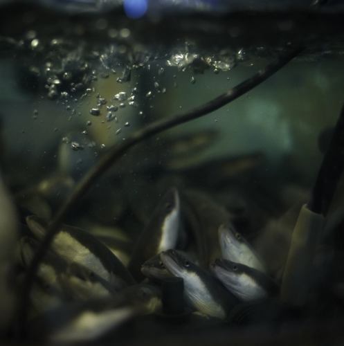 こだわりの活うなぎ