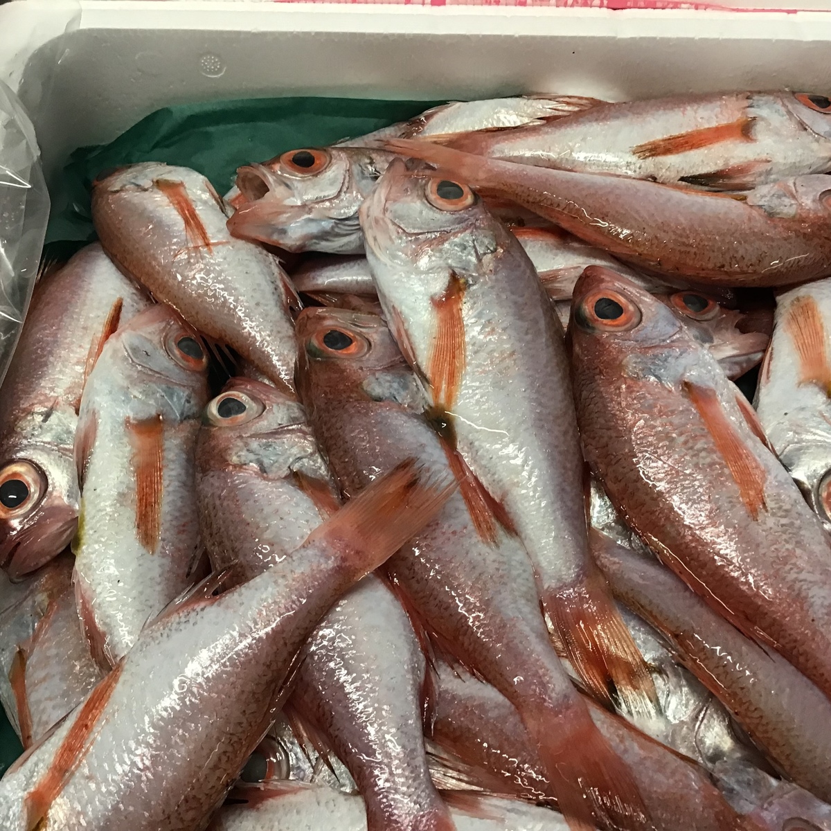 本日も秋刀魚仕入れました 初物カキも 梅佶