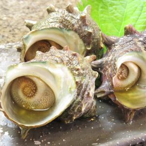 Turban shell