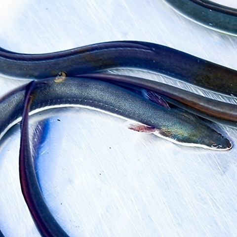 美味しい鰻をもっと身近に