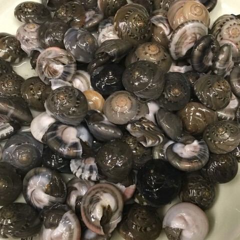 千葉県産 ナガラミの塩茹で