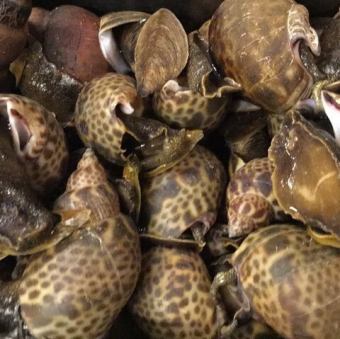 秋田県産 黒ばい貝の煮付け