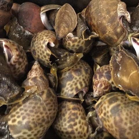 秋田県産 黒ばい貝の煮付け