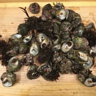 三重県産　シッタカの塩茹で