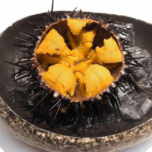 [Excellent] Sea urchin with excellent shell