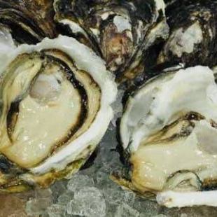 (Another store) A satisfying course meal featuring seasonal rock oysters, luxurious sashimi, and a Japanese-Western fusion cuisine!