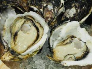 (Another store) A satisfying course meal featuring seasonal rock oysters, luxurious sashimi, and a Japanese-Western fusion cuisine!