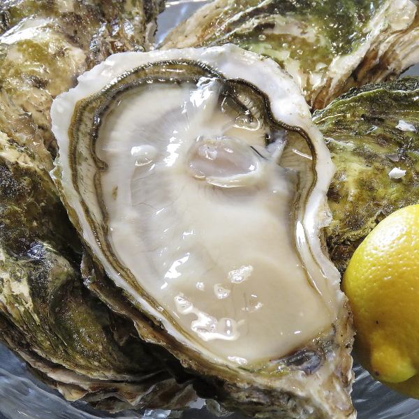 Be sure to try the plump sea milk! Oysters ¥380/1, ¥1000/3