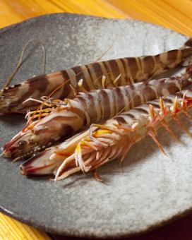 Oversized live prawns over 25cm!