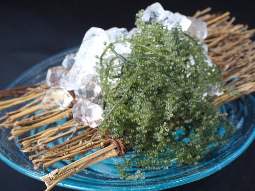 沖繩島玲美種植的海葡萄