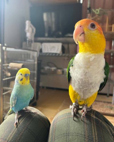 After lunch, Kaori and her partner Chika are going to visit Midorigaoka Junior High School.

Then
Let's take Kyuro (Golden Red River) too!
Let's bring Zero (the white-bellied parakeet) too!

Well, the conversation went on and on, but I wasn't called, so I'll take a nap.

We are sorry for the inconvenience caused by our recent business hours ending at 9pm, but after work, when everyone eats dinner and takes turns taking a bath, it's past 12pm.

If I don't rest early and get up early to get to work I won't make it in time😆
See, you're slow 🥹

Well, all I do is work and sleep every day, but I'm very grateful☺️

#Robata Yaki Asai #Suzu City #Izakaya #Draft Beer #Sake #Banquet #All-you-can-drink #Kitchen Car #Burger #kaosburger #Noto Peninsula Earthquake #Suzu City Lunch