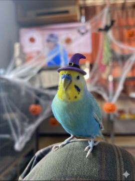 さて、あさ井はと言い