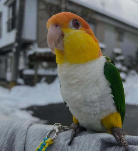 この寒さなので、おでんも辞さない覚悟です。

あご出汁で作る珠洲おでん。

薄味で素材の味を楽しんで頂くおでんです。

今日はお座敷半分くらい埋まったかな。

残り空席は30席くらいかな。

意外とキャパあるんですよ、ウチ。

#ろばた焼あさ井 #珠洲市 #居酒屋 #生ビール #日本酒 #宴会 #飲み放題#キッチンカー#バーガー#kaosburger#能登半島地震#珠洲市ランチ
