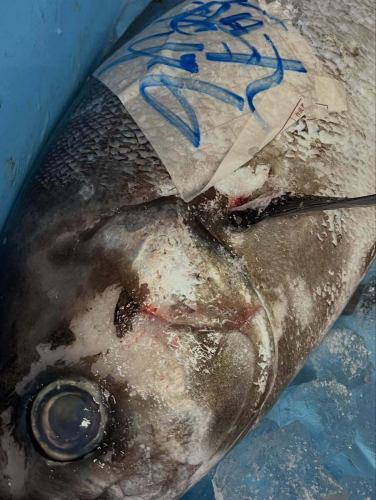 今日は金曜日だけど、予約は一件のみ。

こんな天気だからね。

控えるお客様も、煽るマスコミも、誰も悪くない😄

悪いのは雪でも負けない人気店に作り上げなかった経営者のみ😆

そして暇でも良い魚見つけたら買っちゃう、いつまでも進歩のない経営者です。

だって4キロの目鯛入ったよー、って言われたら買うやろう。

まー、それなりに調べごとあったりもして、なんとなく過ごしていますので「なんか食べたい！」と思ったら連絡下さいね😉

#ろばた焼あさ井 #珠洲市 #居酒屋 #生ビール #日本酒 #宴会 #飲み放題#キッチンカー#バーガー#kaosburger#能登半島地震#珠洲市ランチ