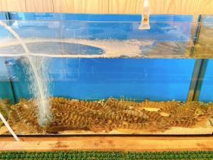 【旨】活き 車海老(1尾)