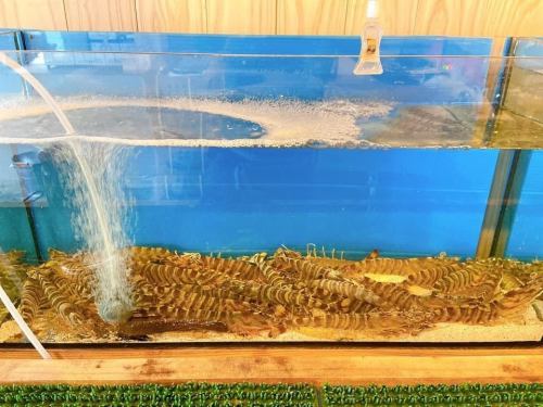 【旨】活き 車海老(1尾)