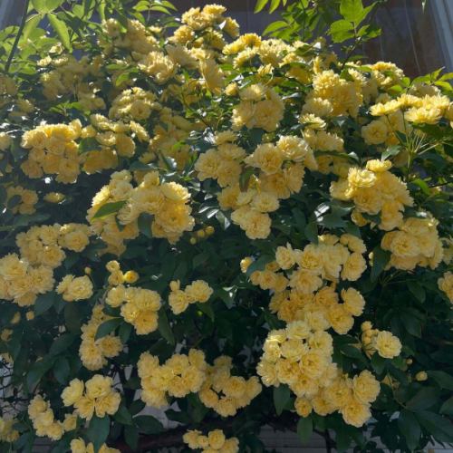 조속히 예약해 주셔서 감사합니다 🙇🏻‍♀️
매년 호평받고 있는 어머니의 날 코스🌼
【메르시 엄마 코스】는 5/9(fri)~18(sun)의 기간 준비하겠습니다💐
이 기회에 이용하십시오 😊
점심, 저녁 ⭕️🙆🏻

ーMenu
전채
스프
메인 생선 요리 또는 고기 요리
🐟 흰 물고기와 새우 뽀아레
유채 꽃 부울 블랑 소스
또는
🍖 부드러운 돼지 고기 고기 구이
에스트라곤 맛의 소스
빵
"엄마 항상 고마워"
메시지가 있는 디저트🍴
식후 음료

1인 3,850엔(부가세 포함)

※요리 내용은 변경될 수 있습니다.
🌼 예약시 메인 요리를 알려주세요.
🌼 코스의 종류는 갖추어 주시기를 부탁드립니다.
🌼 생선요리 + 고기요리는 650엔 추가로 선택하실 수 있습니다.
🌼 예약은 전화 📞 또는 인터넷 예약으로 받고 있습니다.

많은 예약을 기다리고 있습니다 😊💐

*•.•*•.•*•.•*•.•*•.•*•.•*•.•*•.•*•.•*•.•*•.•*

인터넷 예약은 프로필보기 홈페이지,
또는 여기에서 부디 ⬇︎⬇︎⬇︎

https://resutaurant-olivier.owst.jp/

Restaurant Olivier
레스토랑 올리비에

군마현 다카사키시 후쿠시마초 726-7
027-388-0227
【영업 시간】
11:30-14:30(14:00L.O)
18:30-22:00(21:00L.O)
【정기 휴일】
매주 수요일, 제1. 제3 화요일

#restaurantolivier
#레스토랑올리비에
#올리비에
#다카사키프렌치
#다카사키
#군마프렌치
#군마
#어머니날코스
#어머니날프렌치
#메르시마마코스
#메시지판디저트
