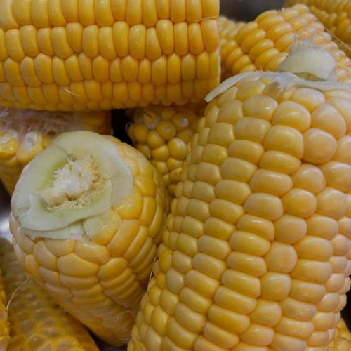 都丸农场今年的玉米又开始收割了🌽🌽🌽
@tomarufarm
在 Olivier，我们将它用于各种菜肴中，例如冷汤、鱼肉油炸饼以及意大利烩饭上。

🍑我们也开始销售桃子梅尔巴，这是一种夏季甜点，你会想独自一人享用它〜🍑
享受你的夏天吧 Olivier 🍽️🌻🌻🌻

三天周末19日至21日我们仍有空位，期待您的预订！

🌻8月份我们将照常营业！
我们预计盂兰盆节期间会很忙，所以我们建议您尽早预订🇫🇷

*•.•*•.•*•.•*•.•*•.•*•.•*•.•*•.•*•.•*•.•*•.•*

如需在线预订，请访问个人资料页面主页，
或点击这里⬇︎⬇︎⬇︎

https://resutaurant-olivier.owst.jp/

Restaurant Olivier
餐厅和咖啡厅

群马县高崎市福岛町726-7
027-388-0227
[营业时间]
11:30-14:30(14:00L.O)
18:30-22:00(21:00L.O)
[关闭]
每个星期三、每月第一个和第三个星期二

#restaurantolivier
#奥利维尔餐厅
#奥利维尔
#高崎法语
#高崎美食
#群马法语
#夏季法语
#另有特别课程
#感谢您的来访