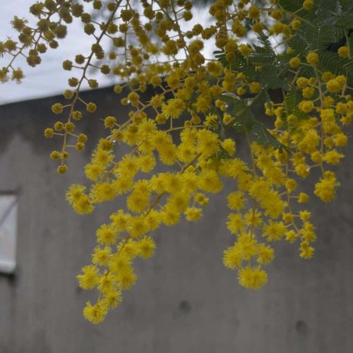 2월에도 내점 감사합니다 🇫🇷
미모사도 피기 시작하고 조금씩 봄 같은 재료로되어 있습니다.
반딧불 오징어와 봄 야채의 리조토는 꼭 먹고 싶은 일품입니다!

지난주는 도보 1시간 이상이나 걸쳐 내점해 주신 고객.부야 베이스와 남부 부스 cassis의 로제 와인을 드셨습니다.
점심부터 좋구나~라고 우리 부부가 부러워지는 먹고 듬뿍.
무사히 집까지 도착했습니까?
고마워요 😌

부야베이스 세계대회에 출전할 때, 많은 고객으로부터 응원의 말씀을 주셔서 감사합니다 🥹✨

남부 요리의 최강 콤비로 목표는 우승뿐입니다 💪🏆🇯🇵!

3월은 정기 휴일을 포함해 1주일 영업을 휴가하겠습니다.
불편을 끼쳐 드려 죄송합니다.
※저희 가게는 다카사키 시민 상품권 이용하실 수 있습니다😌🎫

*•.•*•.•*•.•*•.•*•.•*•.•*•.•*•.•*•.•*•.•*•.•*

인터넷 예약은 프로필보기 홈페이지,
또는 여기에서 부디 ⬇︎⬇︎⬇︎

https://resutaurant-olivier.owst.jp/

Restaurant Olivier
레스토랑 올리비에

군마현 다카사키시 후쿠시마초 726-7
027-388-0227
【영업 시간】
11:30-14:30(14:00L.O)
18:30-22:00(21:00L.O)
【정기 휴일】
매주 수요일, 제1. 제3 화요일

#restaurantolivier
#레스토랑올리비에
#반딧불 오징어
#cassis로제와인
#부이야
