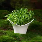 豆芽