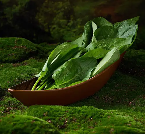 菠菜