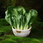 白菜