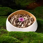 水煮牛肚