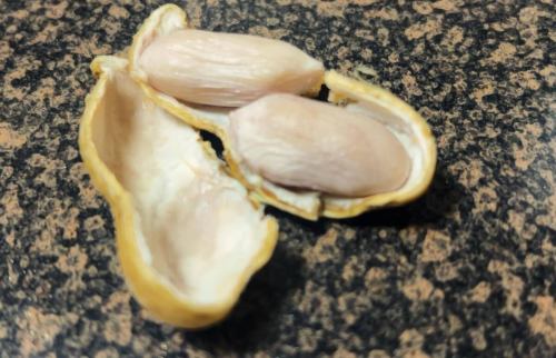 この時期の千葉県民のお楽しみ
茹で落花生🥜

#おおまさり
#茹で落花生