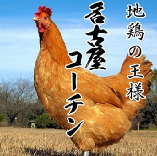 Three biggest chickens in Japan 【Nagoya Cochin】