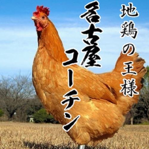 Nagoya Cochin, one of Japan's three great local chickens