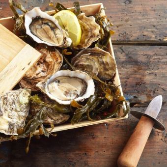 ★Most popular★ Oysters and Wagyu beef tartare and 1kg of seasonal oysters per person, 7-dish "Laguna Course" with 2 hours of all-you-can-drink