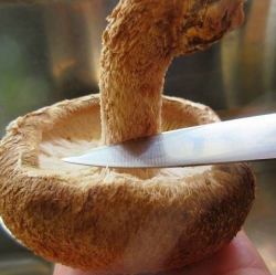 두꺼운 표고버섯/옥수수