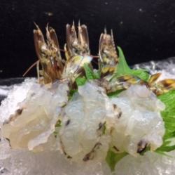 활차 새우 생선회 3마리